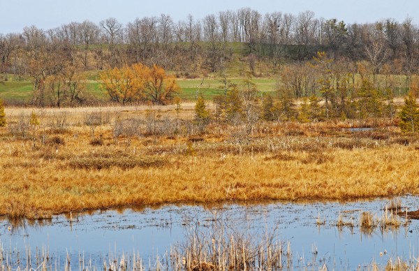 Grass Lake In Gold by Deb Oppermann